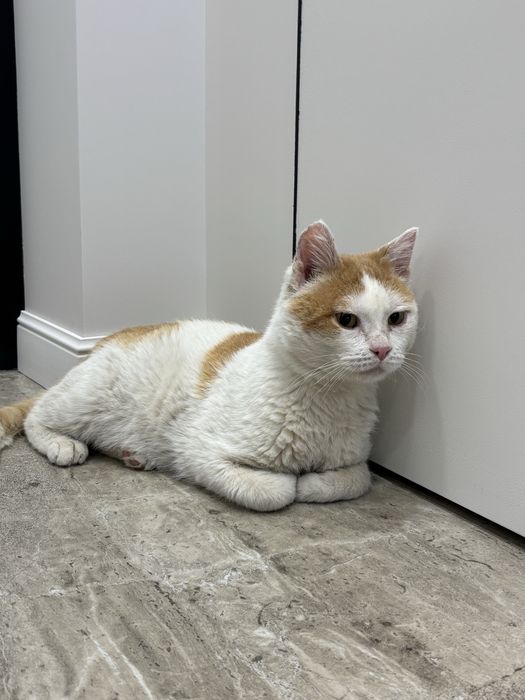 Кот кастрирован ищет дом