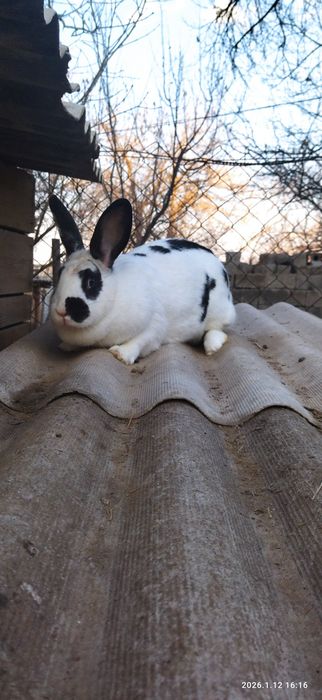 Продам Великан самка