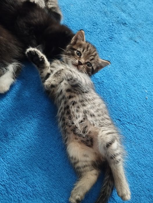 Отдам котят пос. Красина
