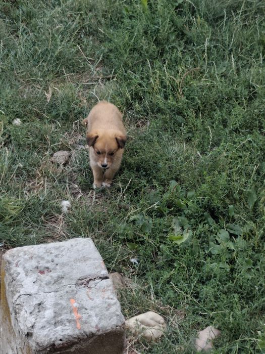 Spre adopție 2 căței masculi