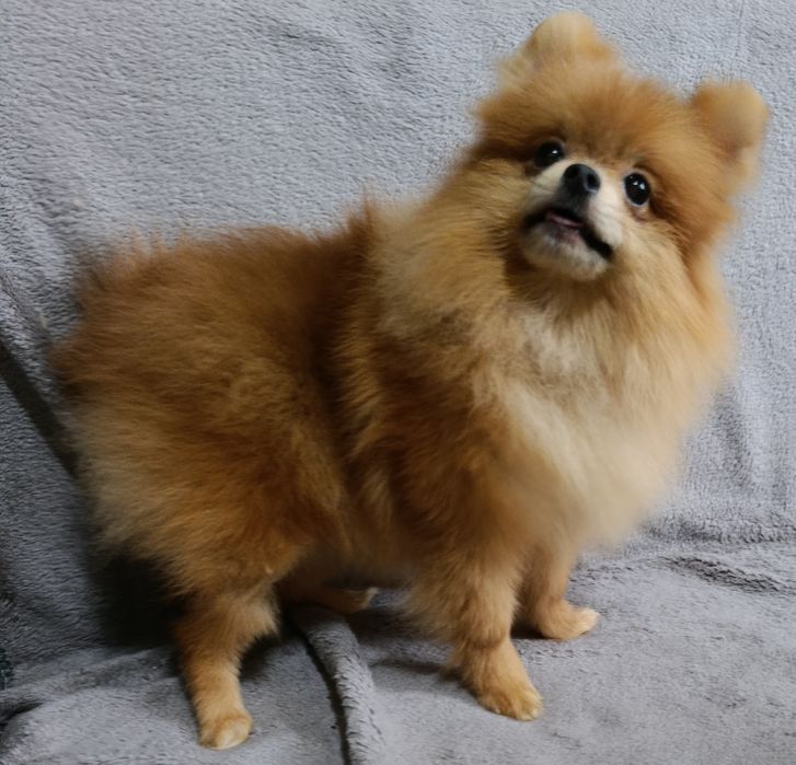 Щенки шпица мини