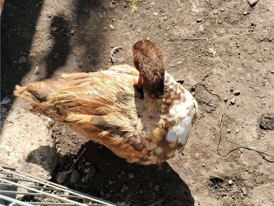 Rata Ciocolatie cu alb