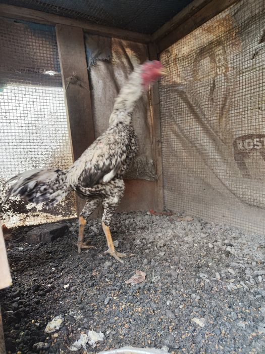 бойцы дакан шамо