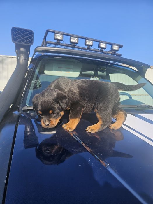 Pui Rottweiler cu Pedigree