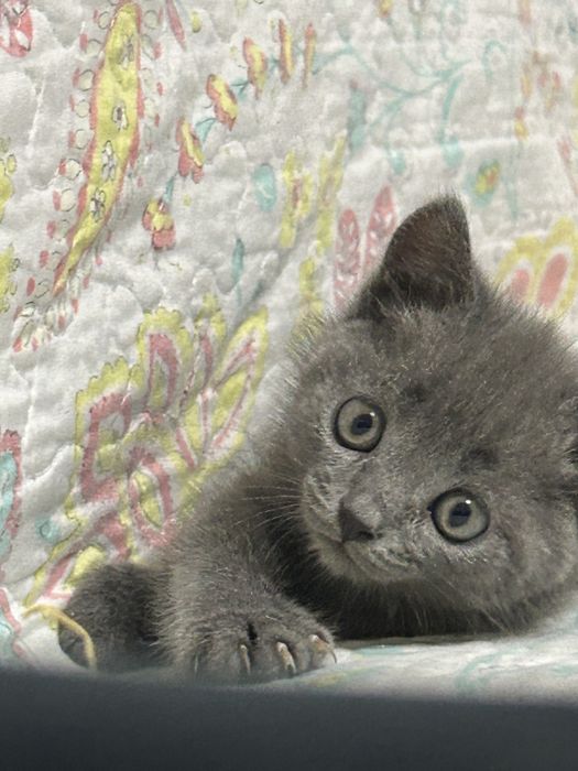 Британская короткошёрстная кошка