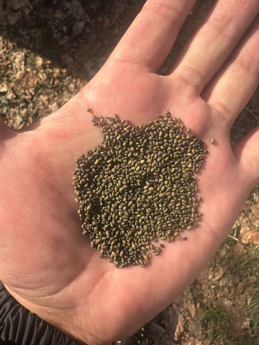 Продам Сема люцерны свежие 2025