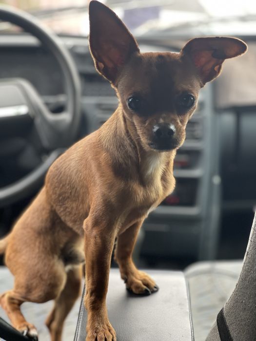 Чихуахуа вязка кабель