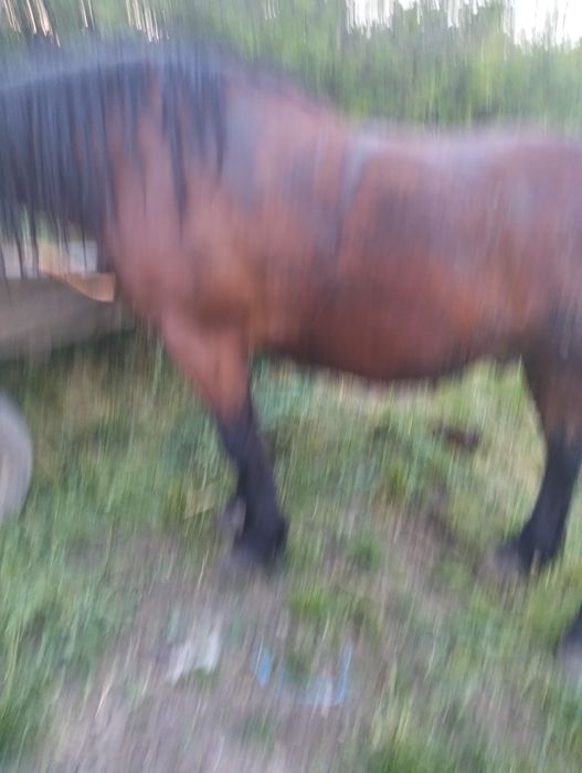 Vând cal de 4 ani blând și mere bine la ham poate umbla ori cine cu el ham