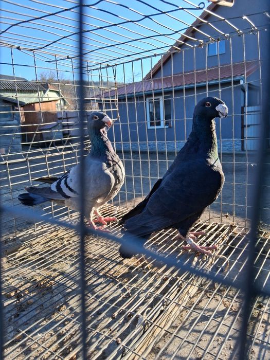 Porumbei voiajori germani