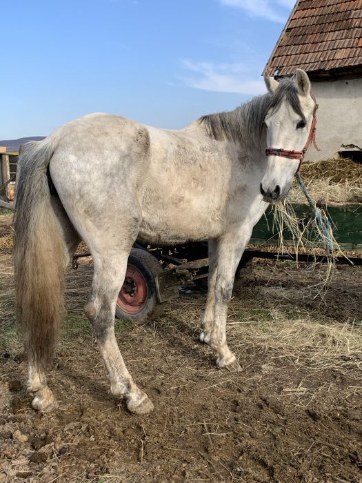 Vand iapa de calarie