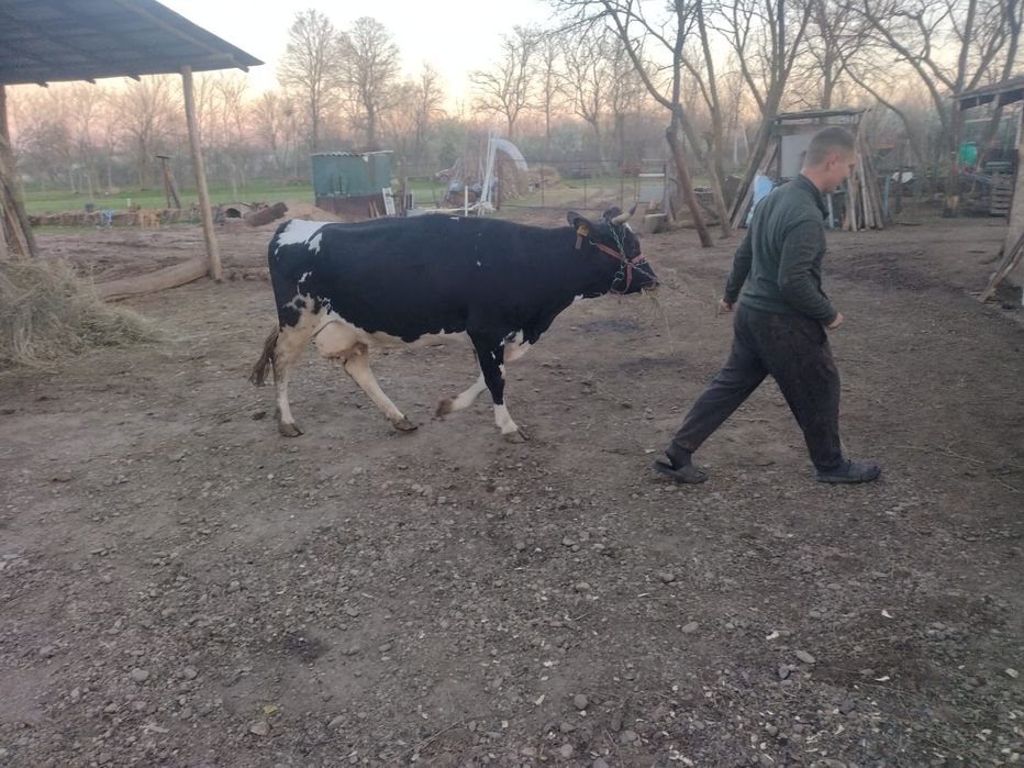 Vaci de vanzare bune de lapte
Vaci de vânzare bune de lapte – 25L/zi f