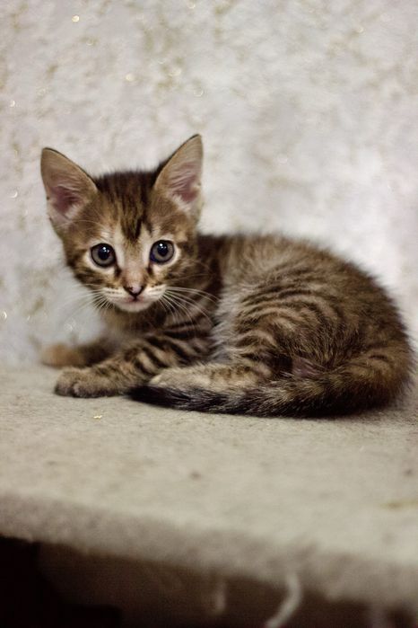 Продам котят 1,5 мес.