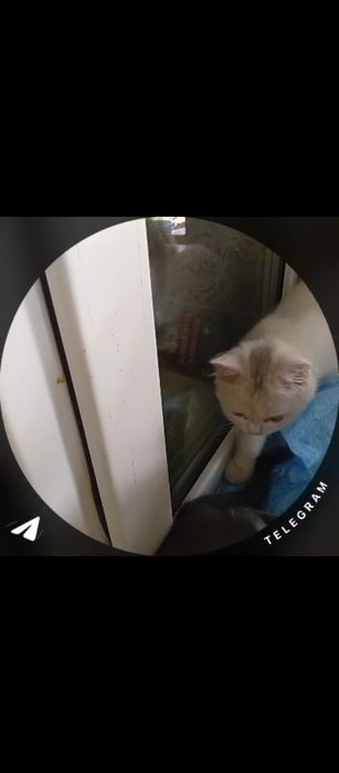 Yoqolb qoldi iltimos topishvorila