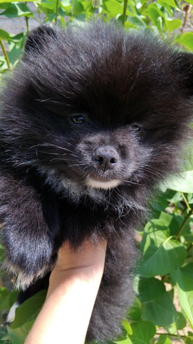 Померанский Шпиц. Девочка. Чистокровнвя. Правильный тип. Редкий окрас.