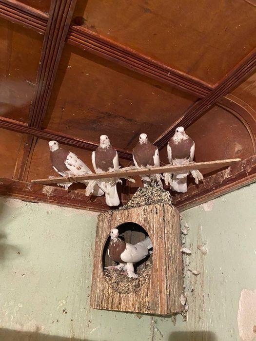 кабутарла копкон