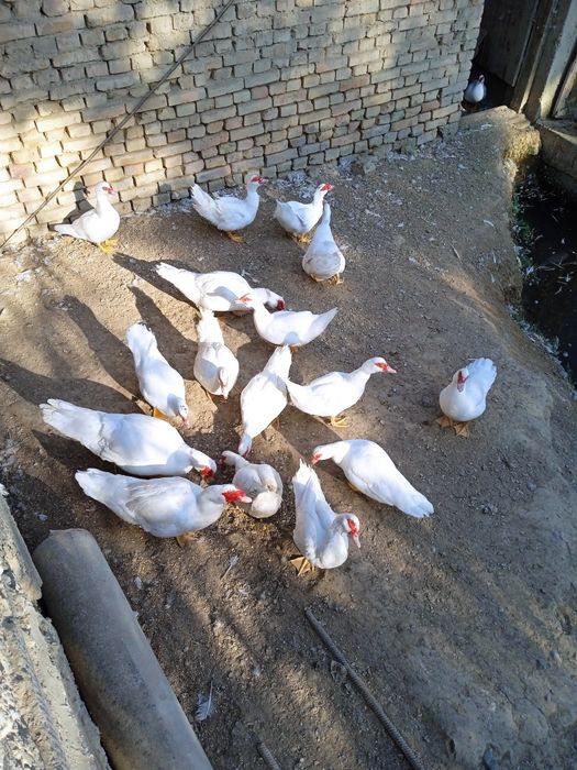 ИНДОУТКИ(готовый бизнес)