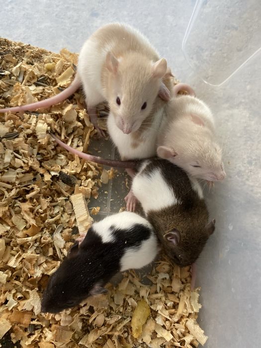 Vand sobolani dumbo de companie