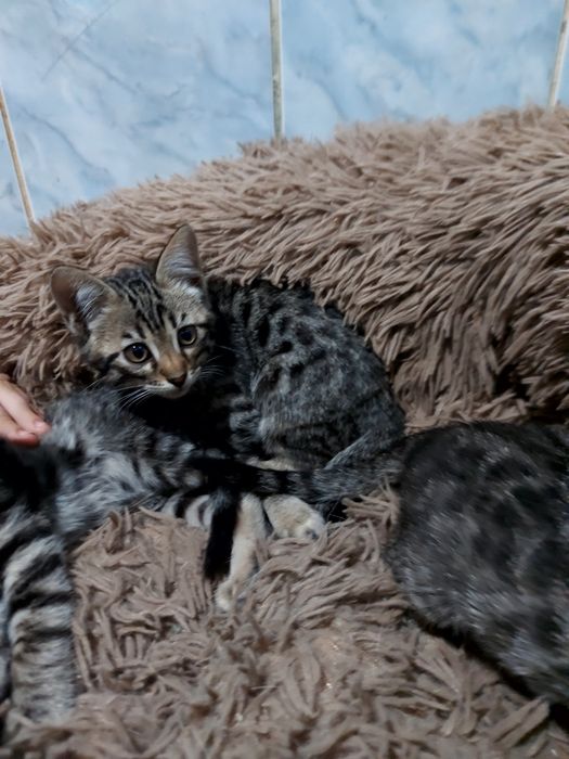 Продам бенгальских котят