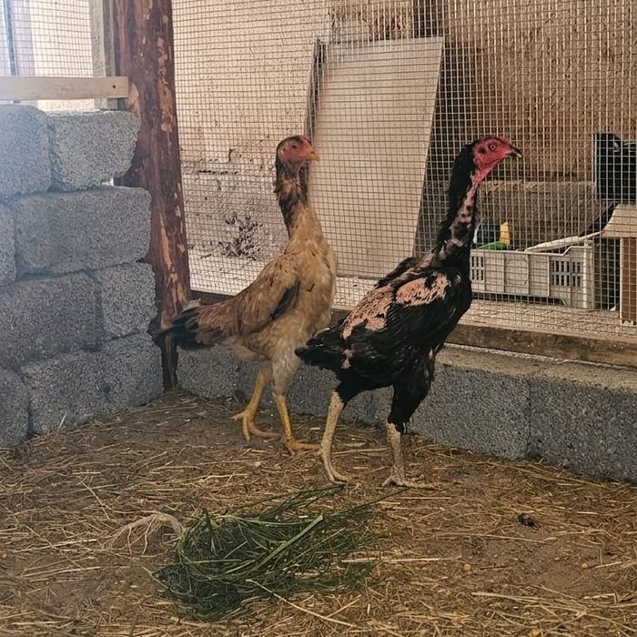 Курицы Дакан, бойцовые