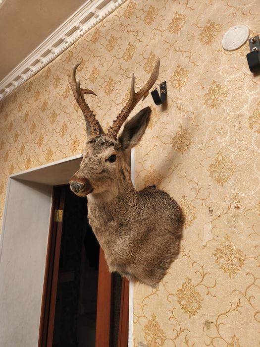 Продам Чучила Касули