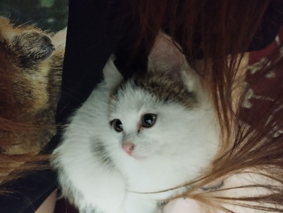 Котята, смесь турецкая ангора, две девочки