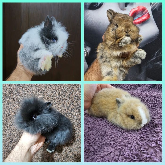 Мини зайци / Декоративни зайци от мини ферма