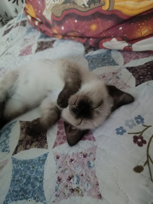Отдам котика 2 месяца