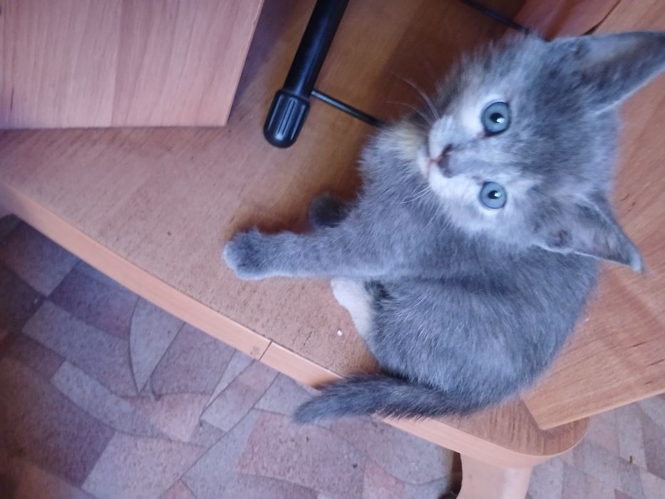 Отдам котят бесплатно