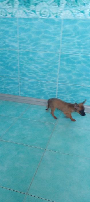 Той терьер щенки