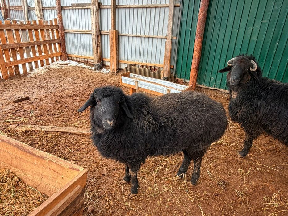 Қои 100000 тен штугі