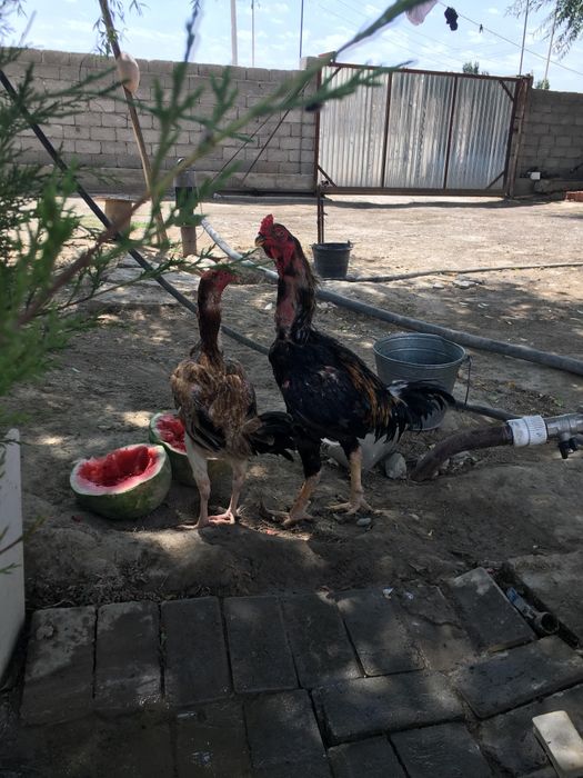 Дакан сатылады срочна