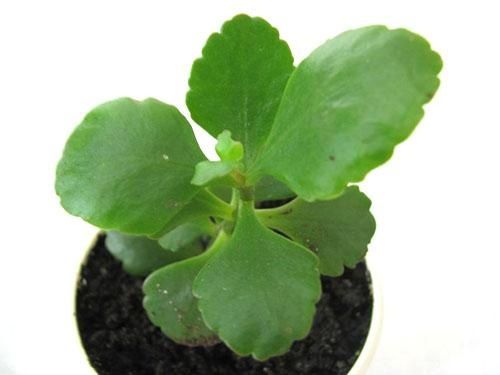 Ростки алоэ вера, каланхоэ