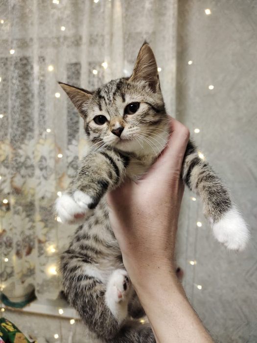 Отдам в добрые руки