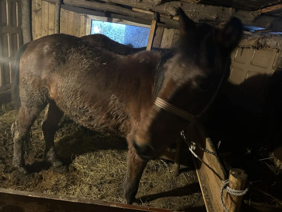 Vand sau schimb iapa