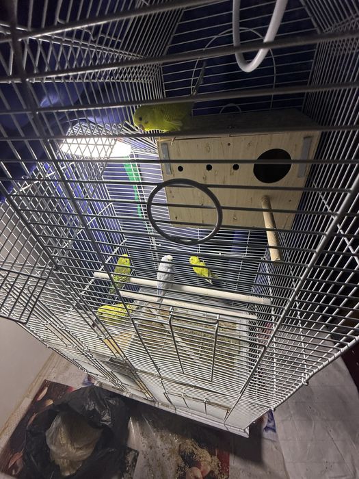 Qushlar sotiladi qafasi bilan