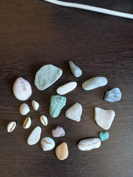 Продаю ракушки морские