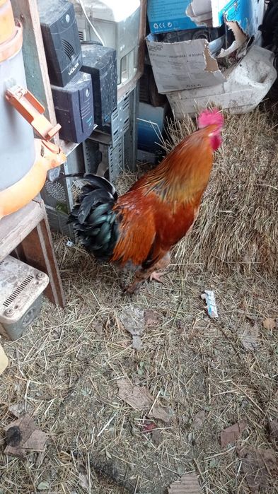 Продаём петухов домашние
