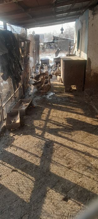 Продам молодых гусей