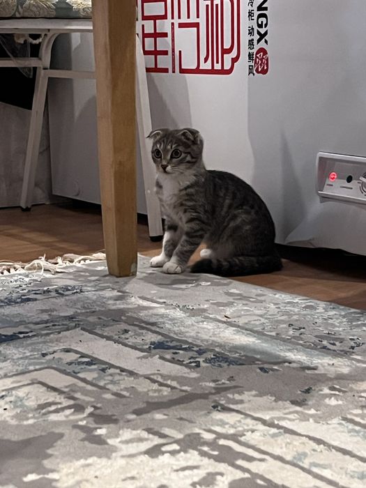 Кошки домошниий живодной