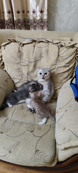 Котята шотландские