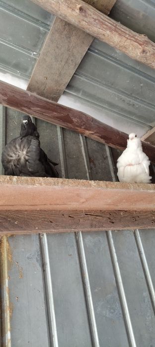 Vând porumbei pescăruș chinez