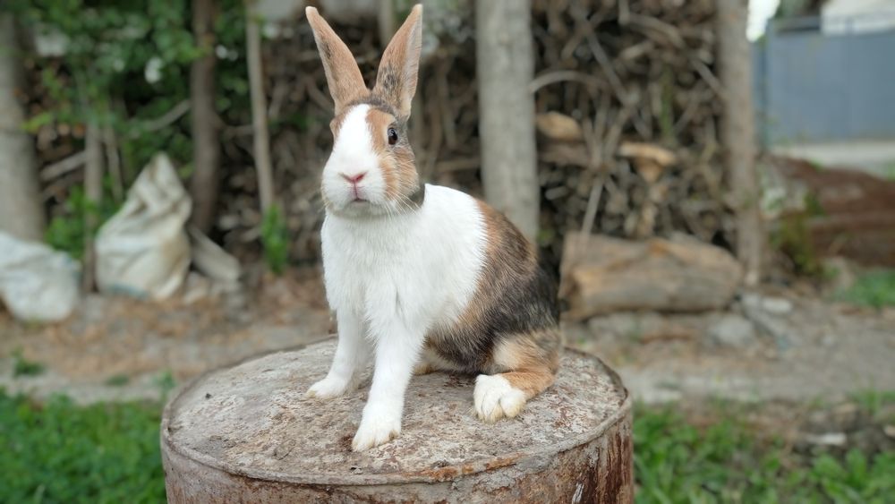 Zoti galland jinsi erkak