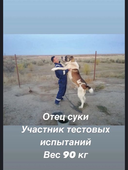 Бронь щенков Алабая САО