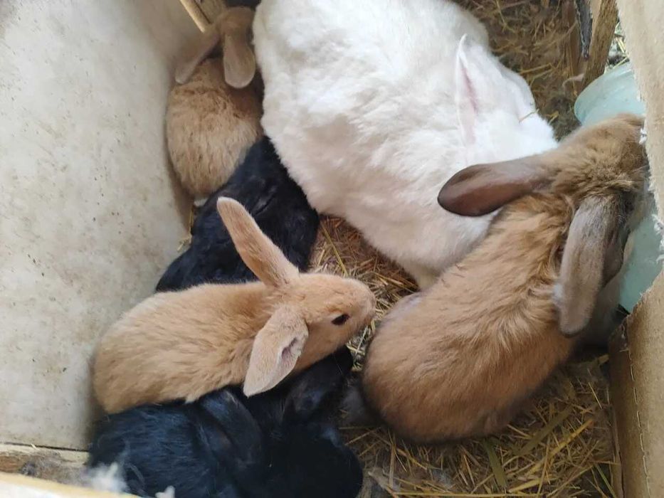 продам кролят  разных