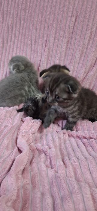 Скоттиш фолд котята шотландские