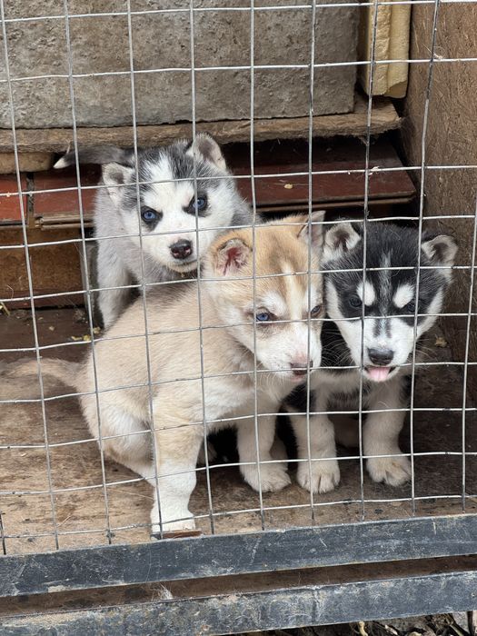 Продам хаски бежевая