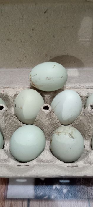 Продам яйца амераукана зелёные