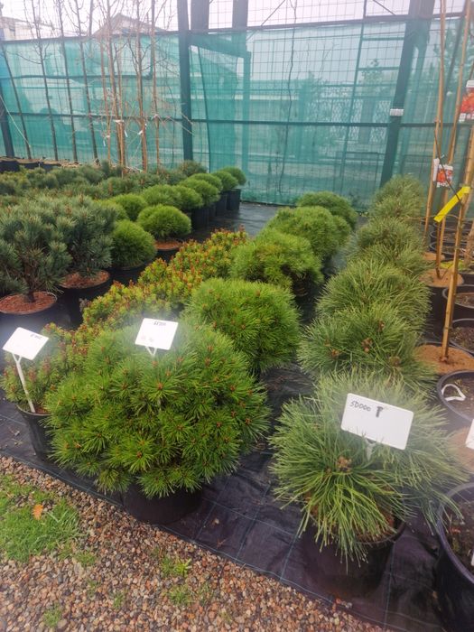 Газон ель сосна саженцы