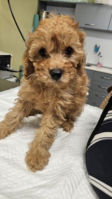 Средно женско пуделче априкот/червено