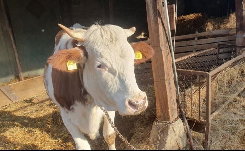 Продавам крава лимузин